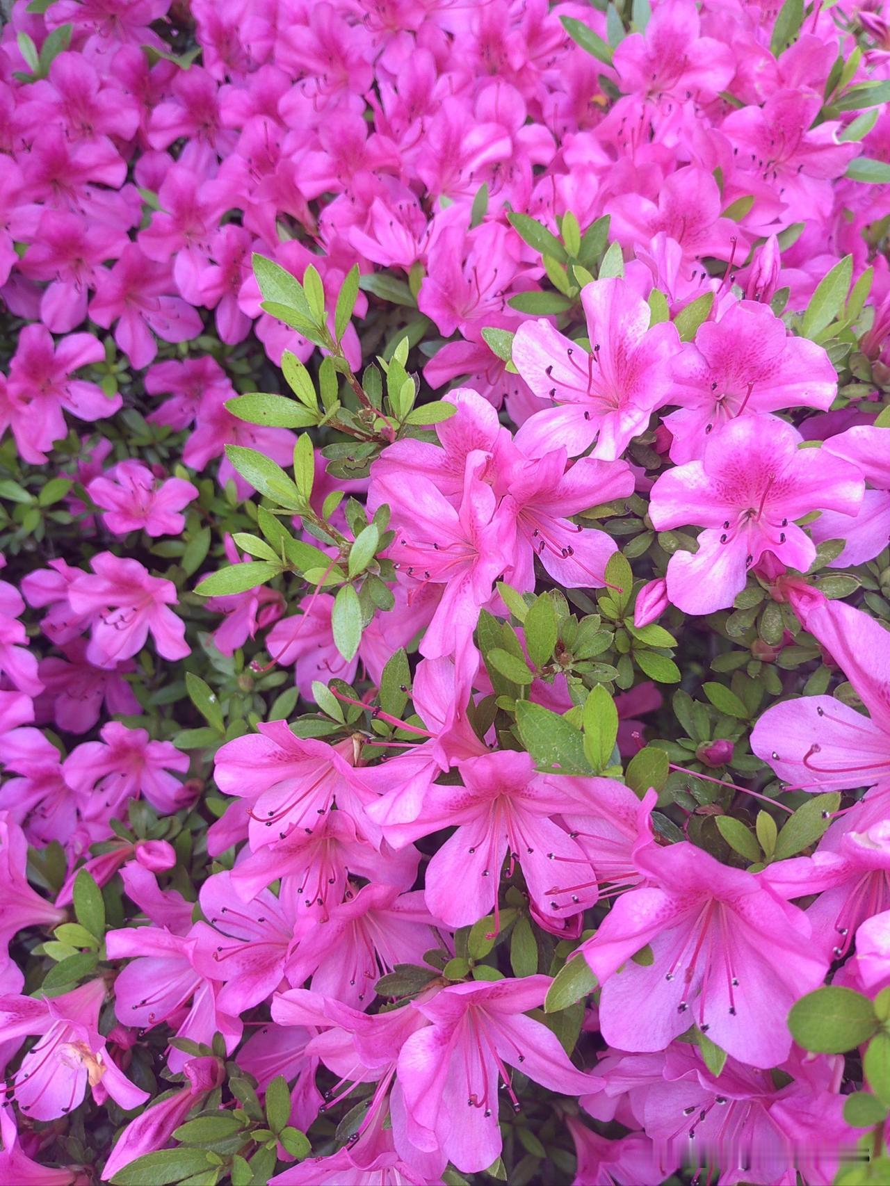 三省斋主人

花果山景醉袭人，
望帝春心托杜鹃。
庄生晓梦迷蝴蝶 ，
花神迎风舞