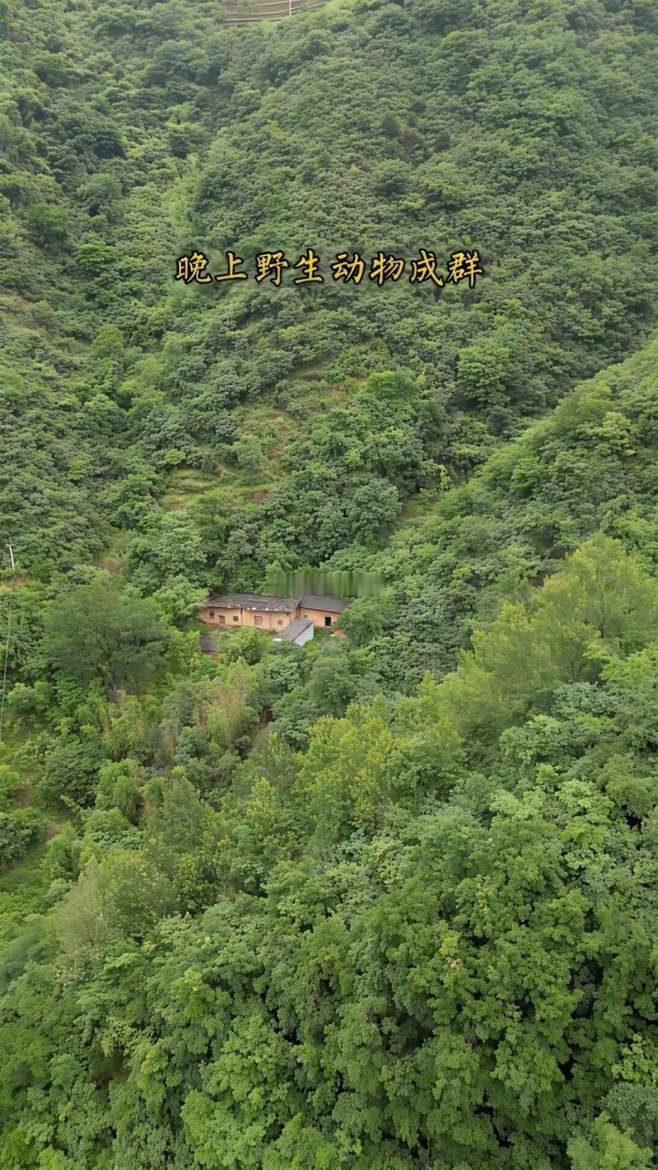 方圆20公里就我这一户人家，白天没人说话，晚上没人陪伴。下山买包盐，来回6个小时