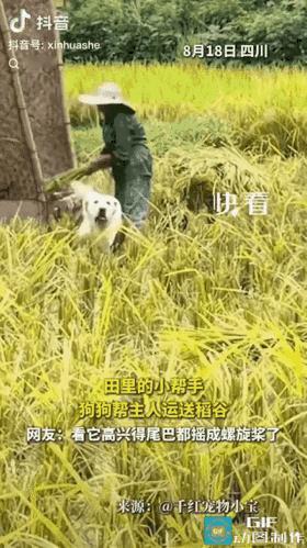 四川稻田里干活的小狗火上了新华社，看完真的被狠狠治愈到。夫妻二人正在田间收割稻谷