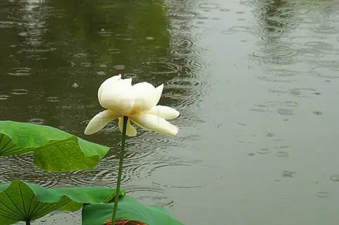 1
雨落下来时不解释
只把尘世
慢慢往湿润里洗
再多一些
心就静了
2
不是所有