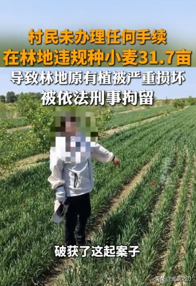 5月21日，通辽市科尔沁区村民王某某因在承包林地内违规间种小麦31.7亩，导致林