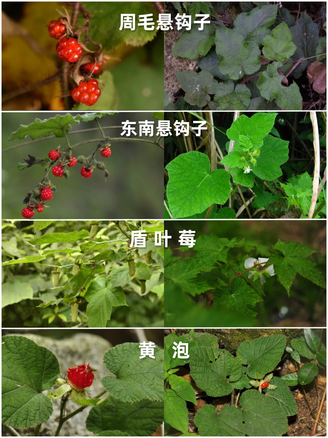 那些好吃的