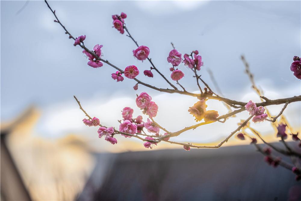 读《近思录》之2.109　

凡事蔽盖不见底，只是不求益。有人不肯言其道义所得所