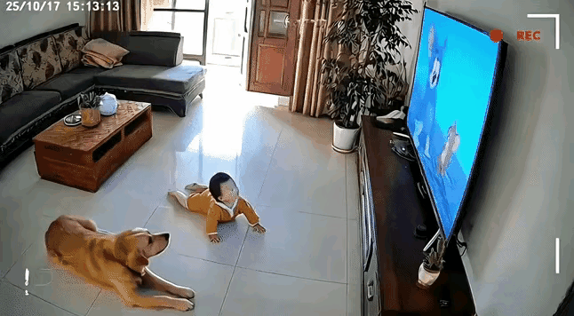 你相信狗狗能预知危险救人吗狗狗怎么会那么聪明、那么有灵性?