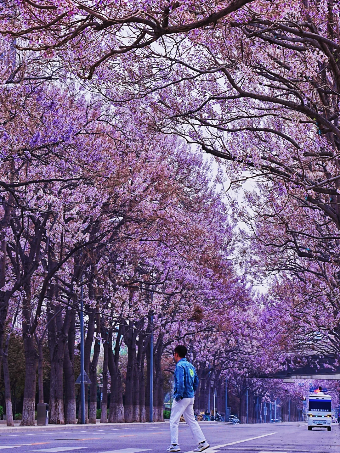 4.14北京太超前！泡桐大道简直美到封神！