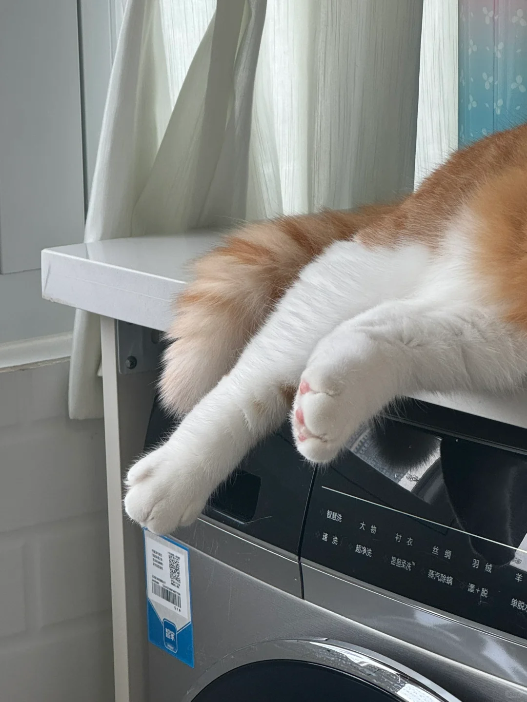 松弛感我小猫咪拿捏