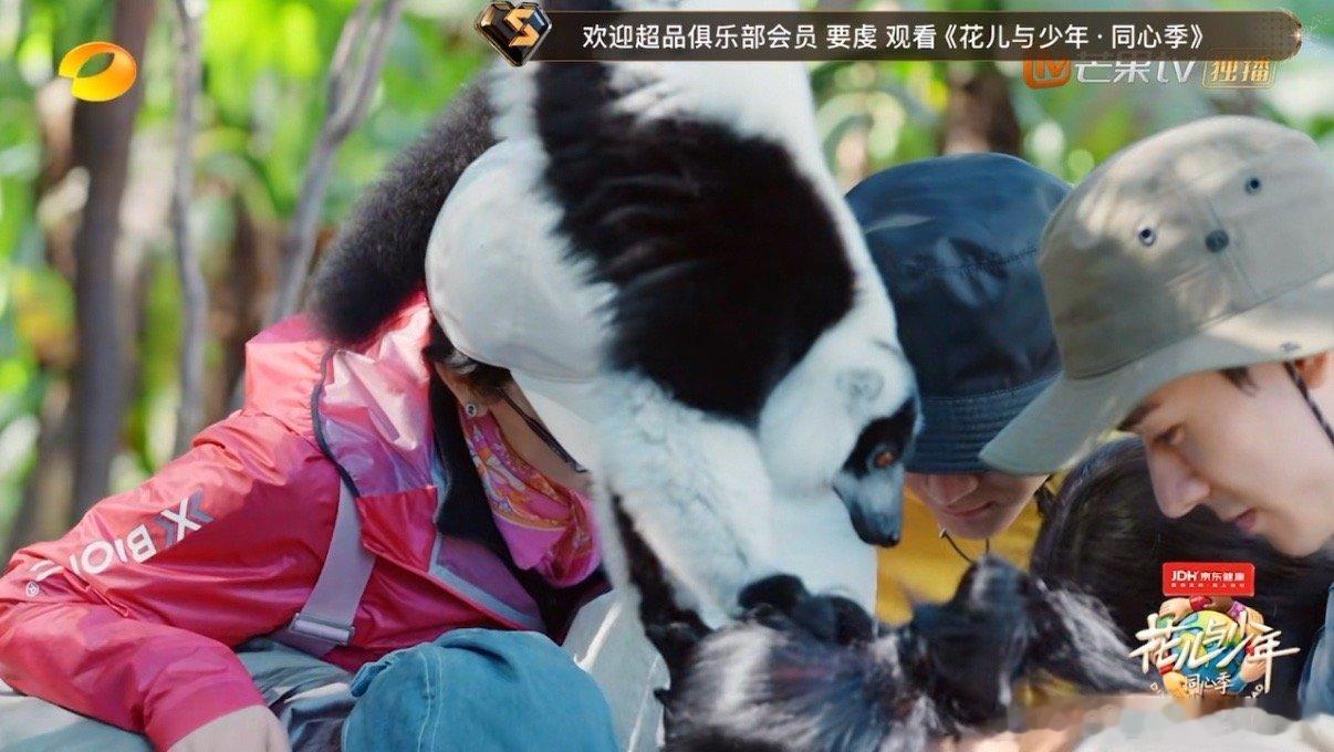 那英被狐猴薅头发那英拍照被狐猴抓头发 笑的我…… ​​​