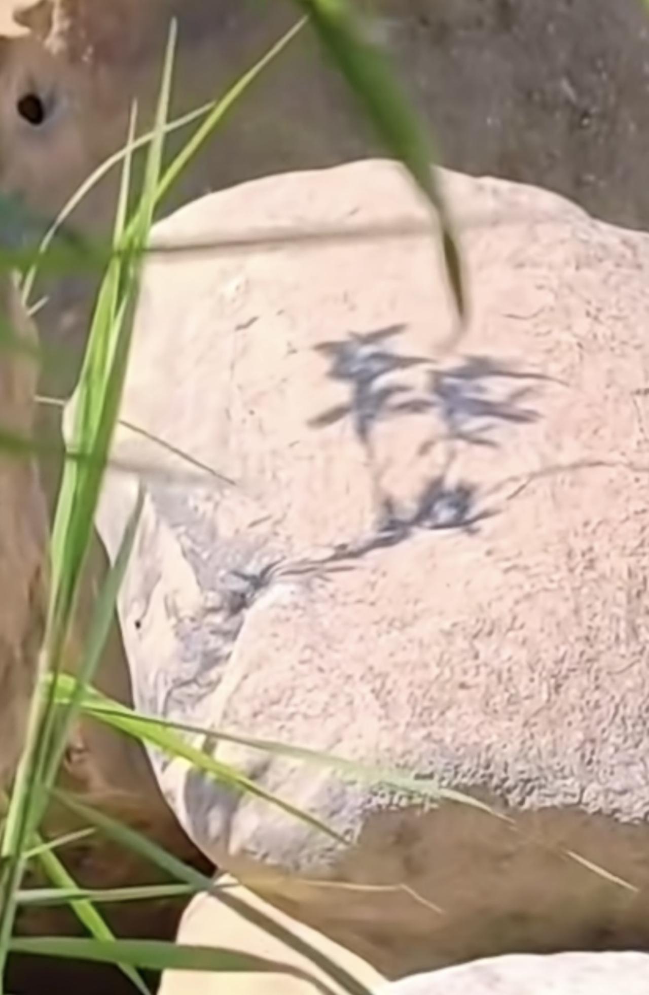 祖国的小草，祝福国人平安！

其实，生活中从来不缺“小确幸”，但你得有一双发现美