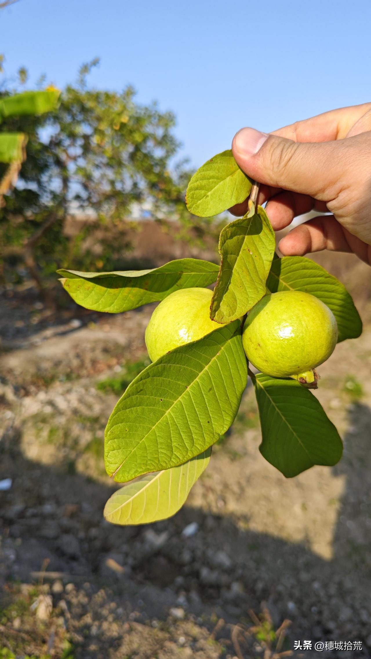 门前老树挂果丰，不见当年偷果童。麦熟杏黄五月天，老翁独坐马路边。如今果黄无人尝，