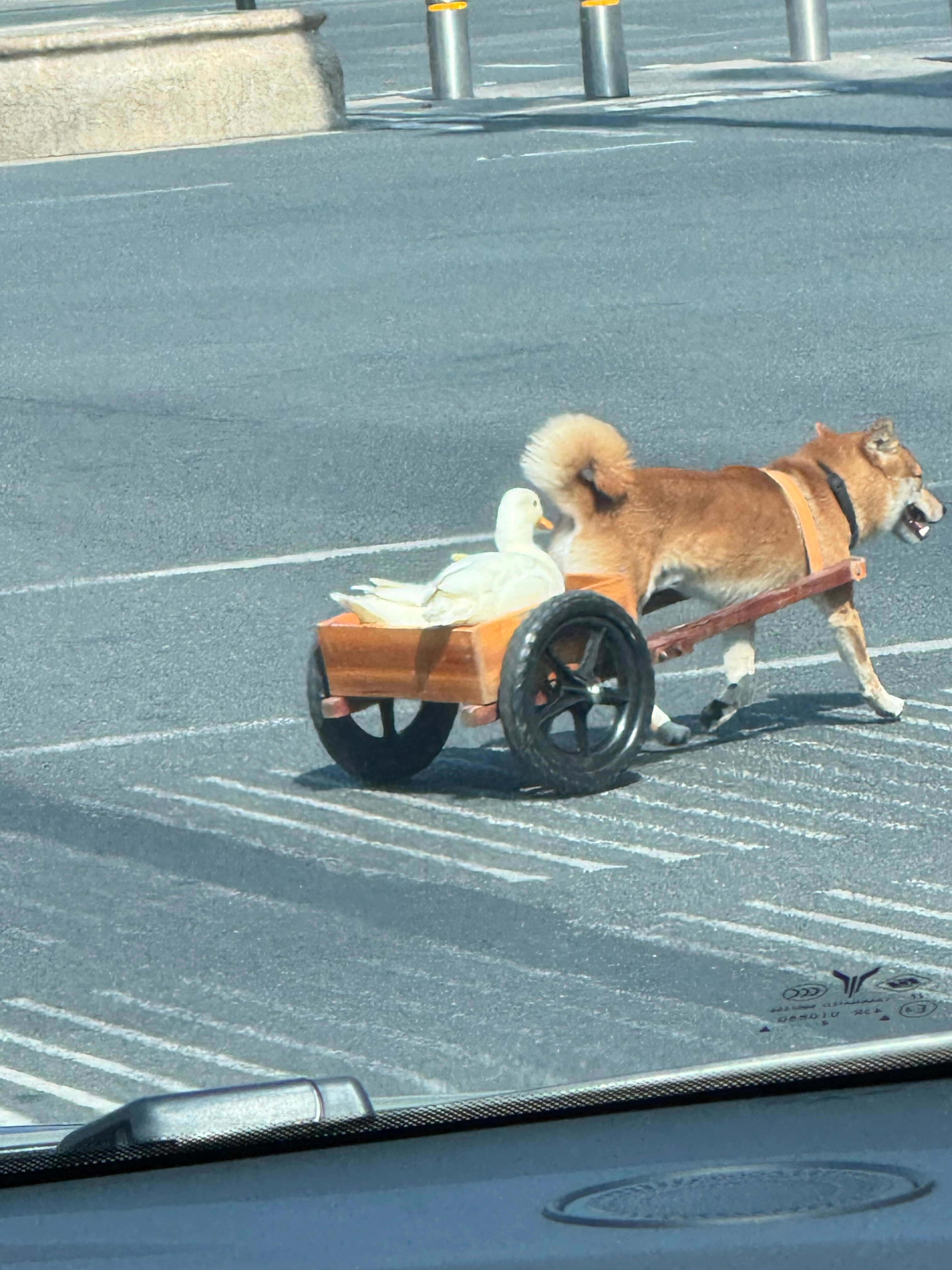 遇到了莲花山车夫柴据说是拉鸭子去公园池塘的，鸭子还会到站自己下车下水 