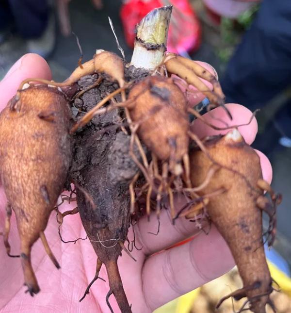 中医泰斗张锡纯：一张对付顽固性阳痿早泄的好方子，一定要收藏！


今天给大家分享