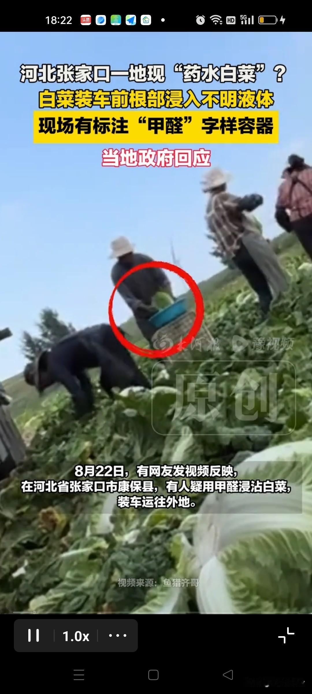 你万万想不到有些人能坏到这种程度！竟然对2毛钱的大白菜下毒手！长相好看能让人赏心