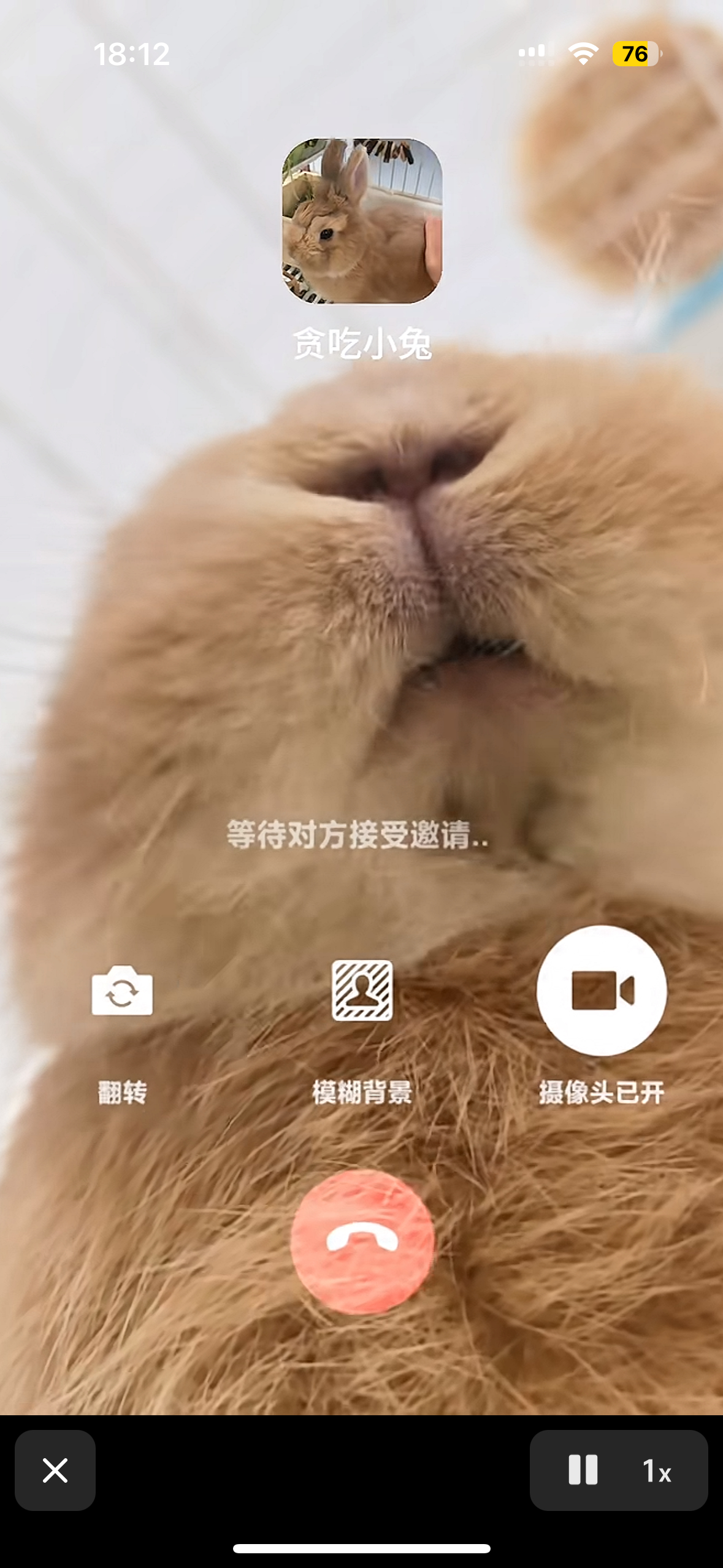 蹦蛋兔子干嘛用三瓣嘴跟人视频 ​​​