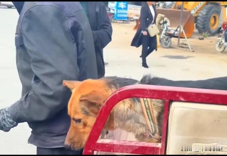 主人早早地就把自己养了多年的牧羊犬拉到狗市，说羊如今已经全部卖掉了，它没什么用处