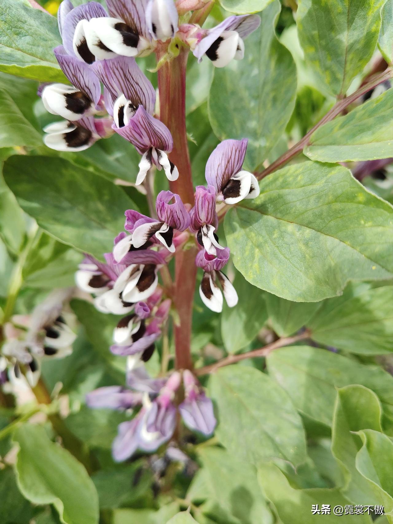 晒图笔记大赛蚕豆花开了