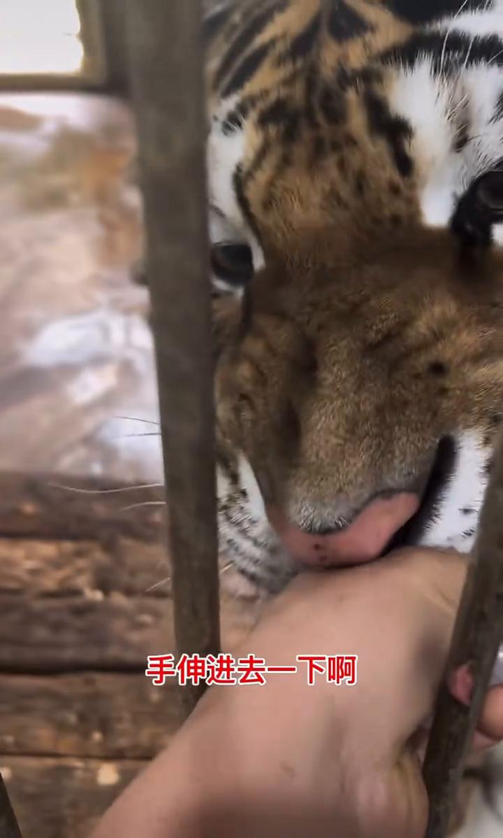 等一下，手伸进去，徒手喂牛肉是不是？模糊。模糊你，谢谢。好棒，突然打招呼。