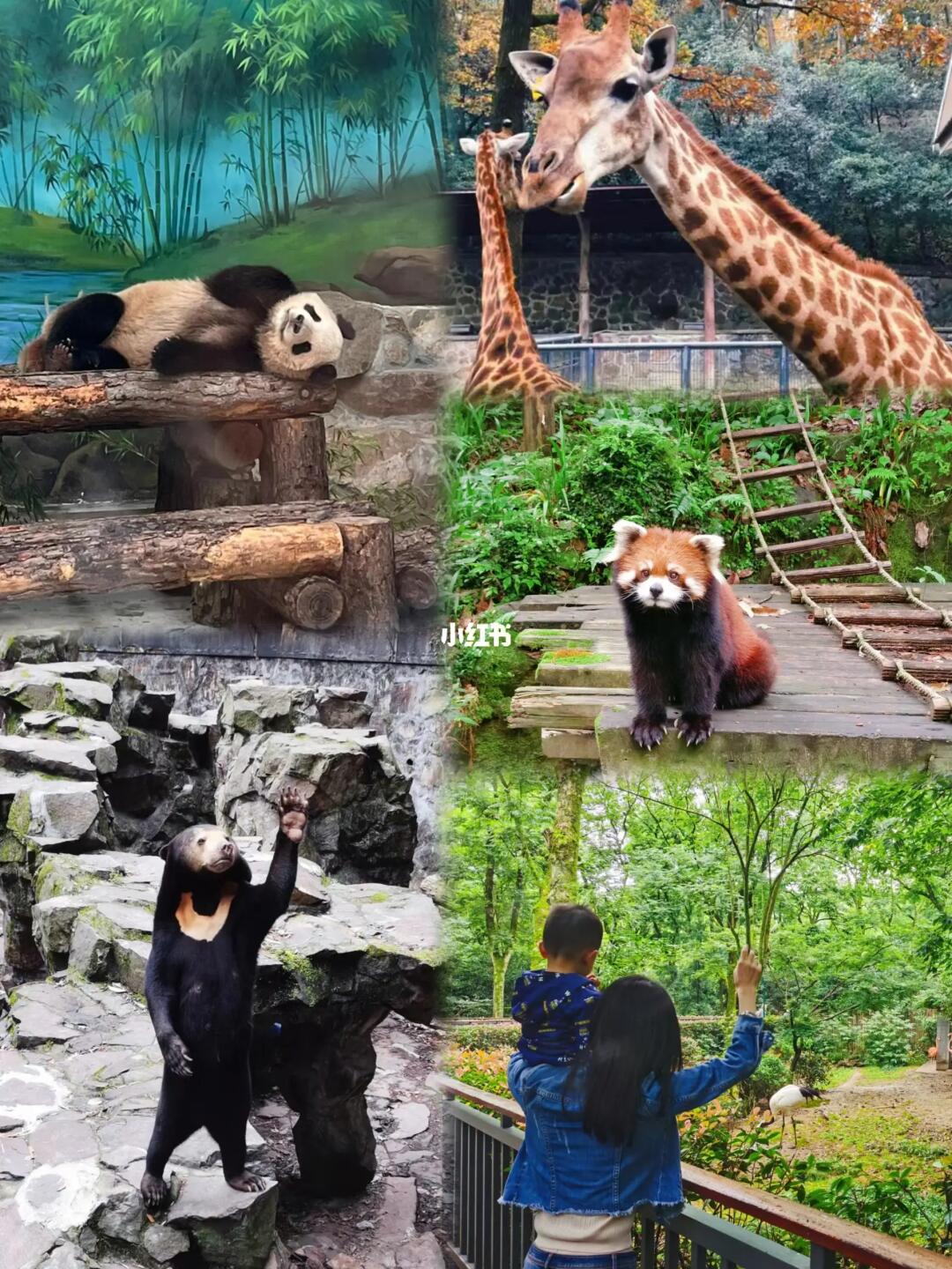 杭州桂花开了‼️收好赏桂citywalk路线