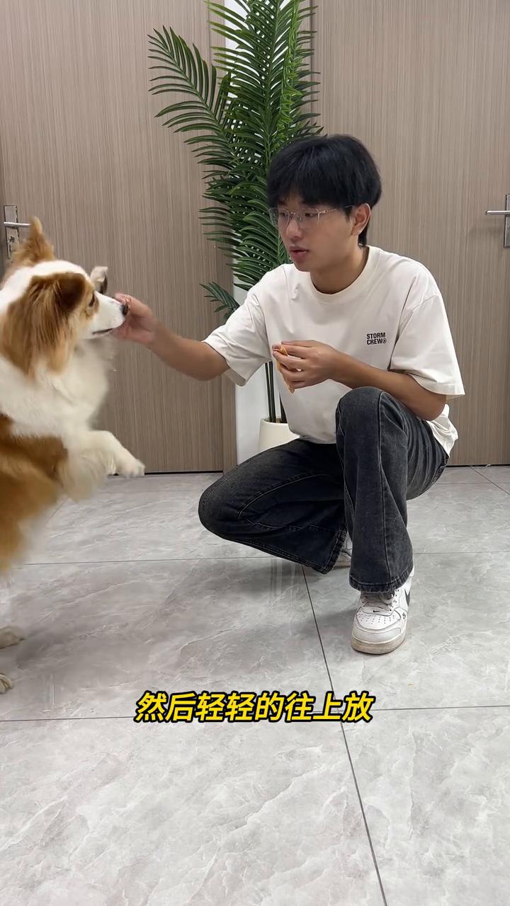 新手养狗必学之站立。
今天我们来学站立。小狗狗的站立，有一些家长就会去扯、去拽，