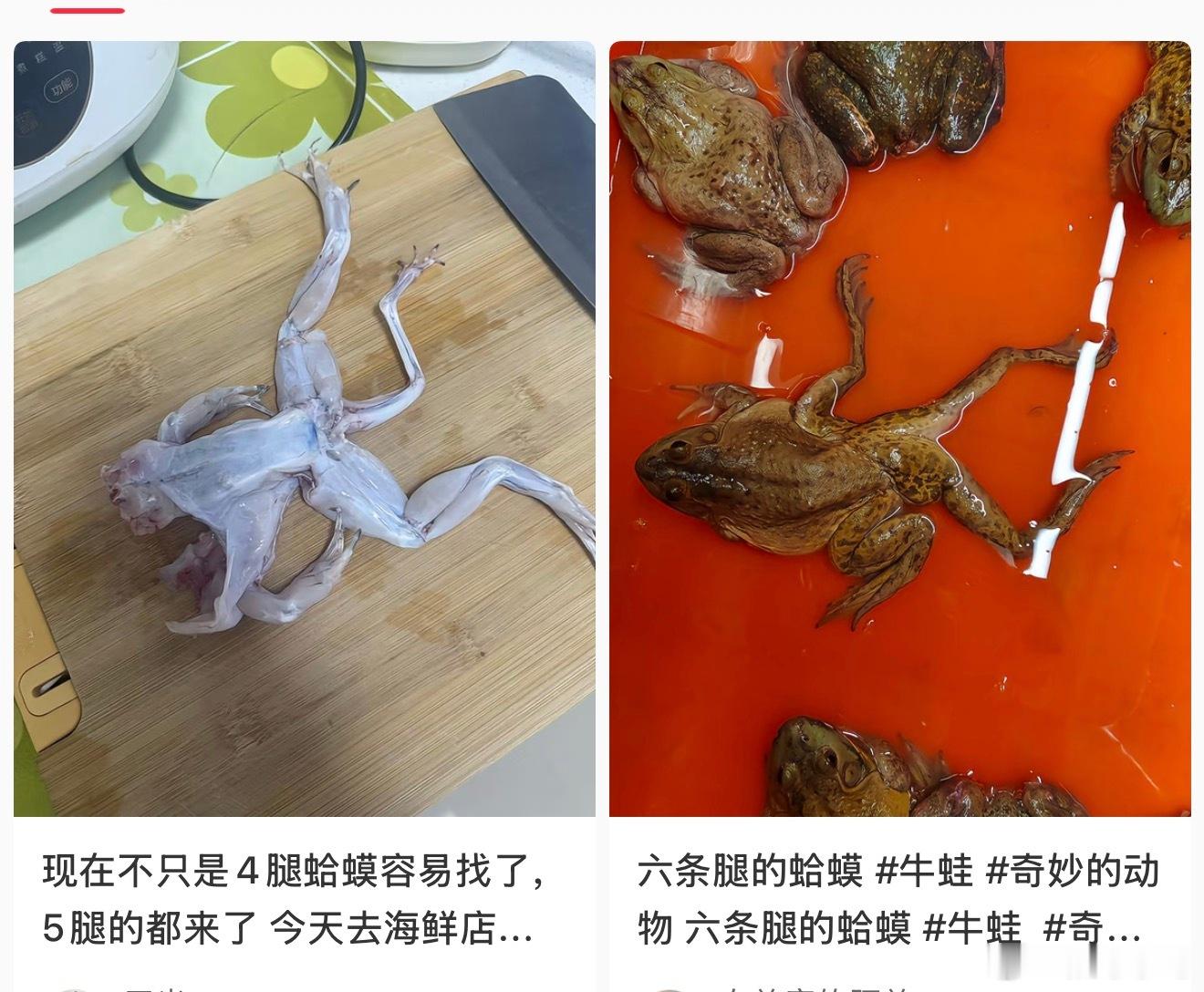 牛蛙 抗生素自从之前315查出来牛蛙卫生问题就没吃过了，看到一只牛蛙有五六条腿的