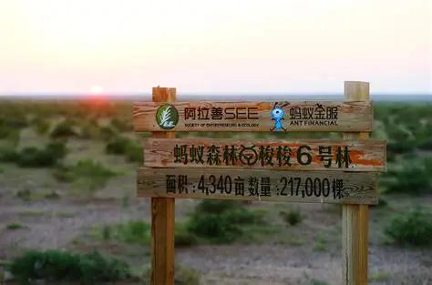 2026年9月29日，福布斯中国专门写了一篇蚂蚁森林，标题叫《和7亿棵树一起穿越