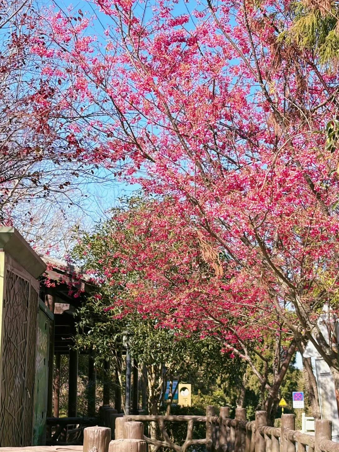 【福州这里也很梅好 - 鼓岭】

晴日里的鼓岭，梅花绚烂绽放，宛如一片粉色云海，