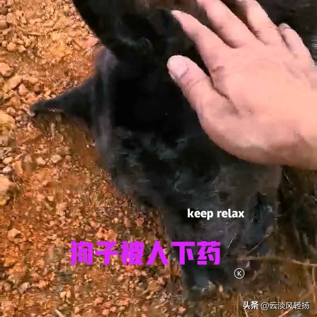男子养了几年的五黑犬，被人下药毒发身亡。从现场遗留下了药物来看，手段十分恶劣，于