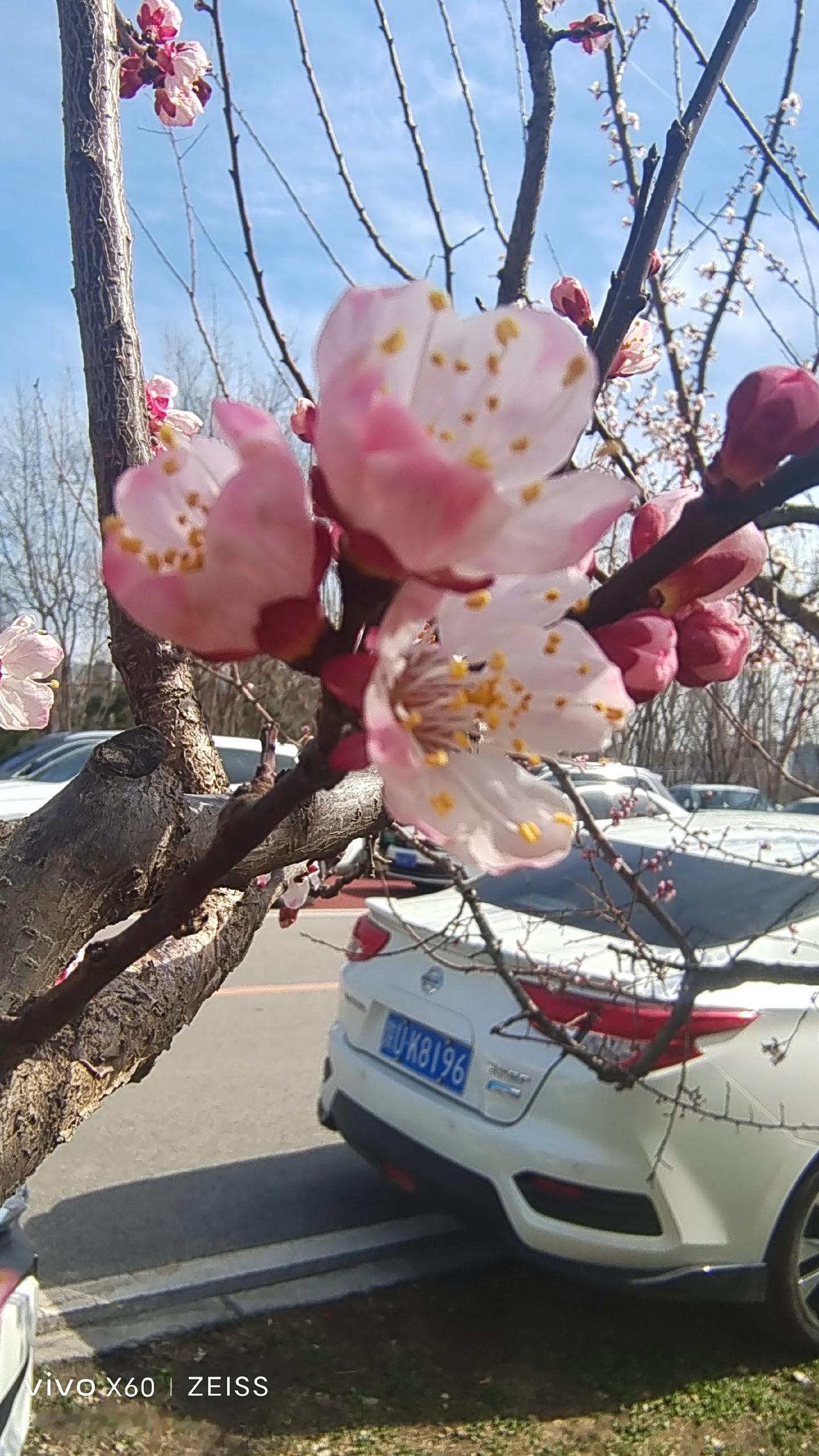 看见音乐 春日赏花 春暖花开的季节到了