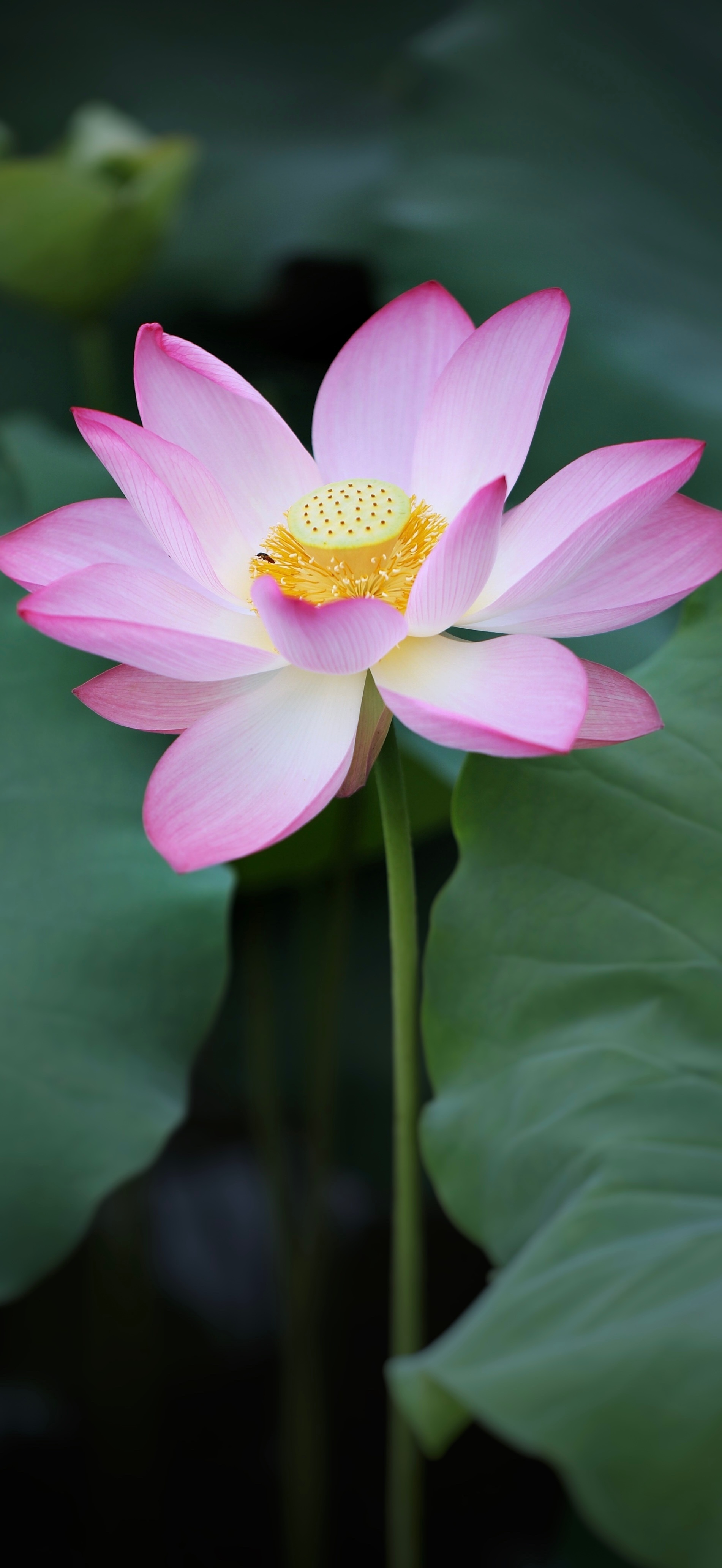 桃花  美丽荷花🪷，早安吉祥！ 