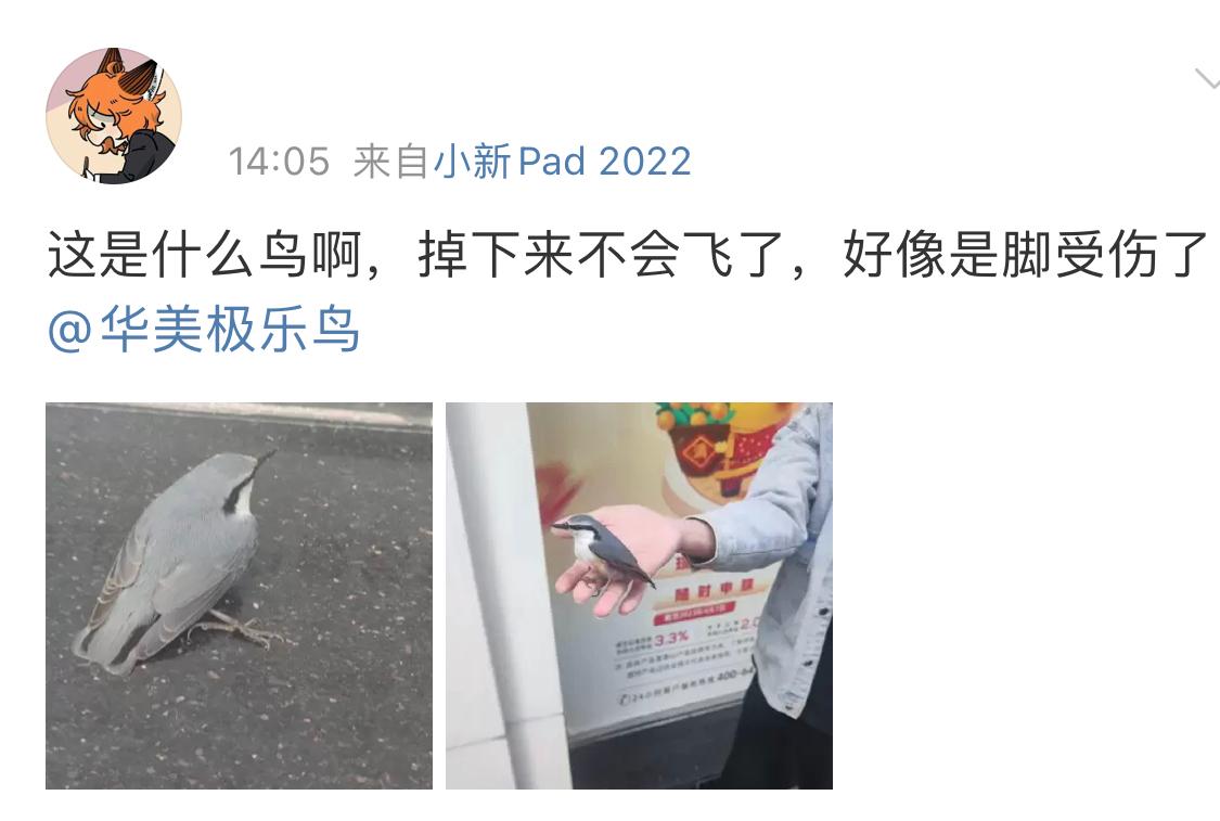 #鸟粉投稿# 天上掉下来一只【普通䴓Shī】它大概是撞到了楼上的玻璃窗才会这样玻