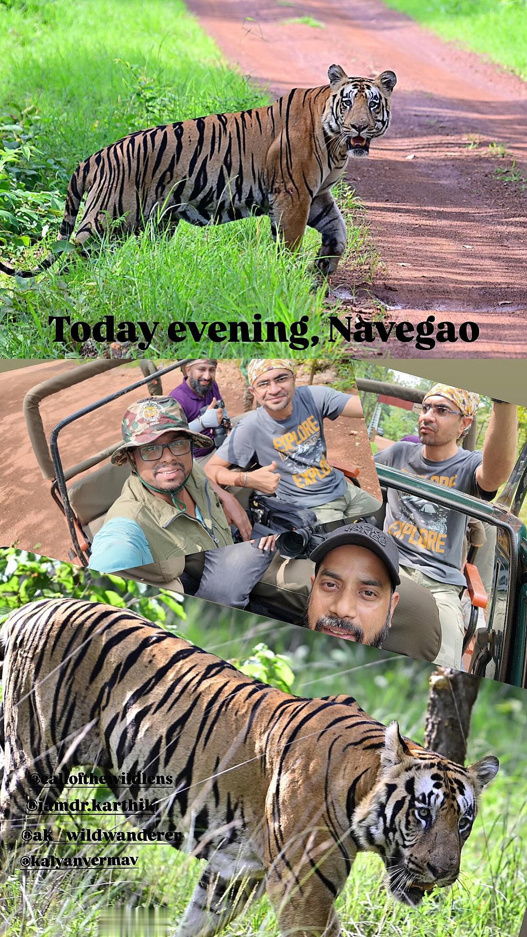 【塔多巴】拍摄于2025年8月1日，昨天下午，失踪近一个月的入侵雄虎...