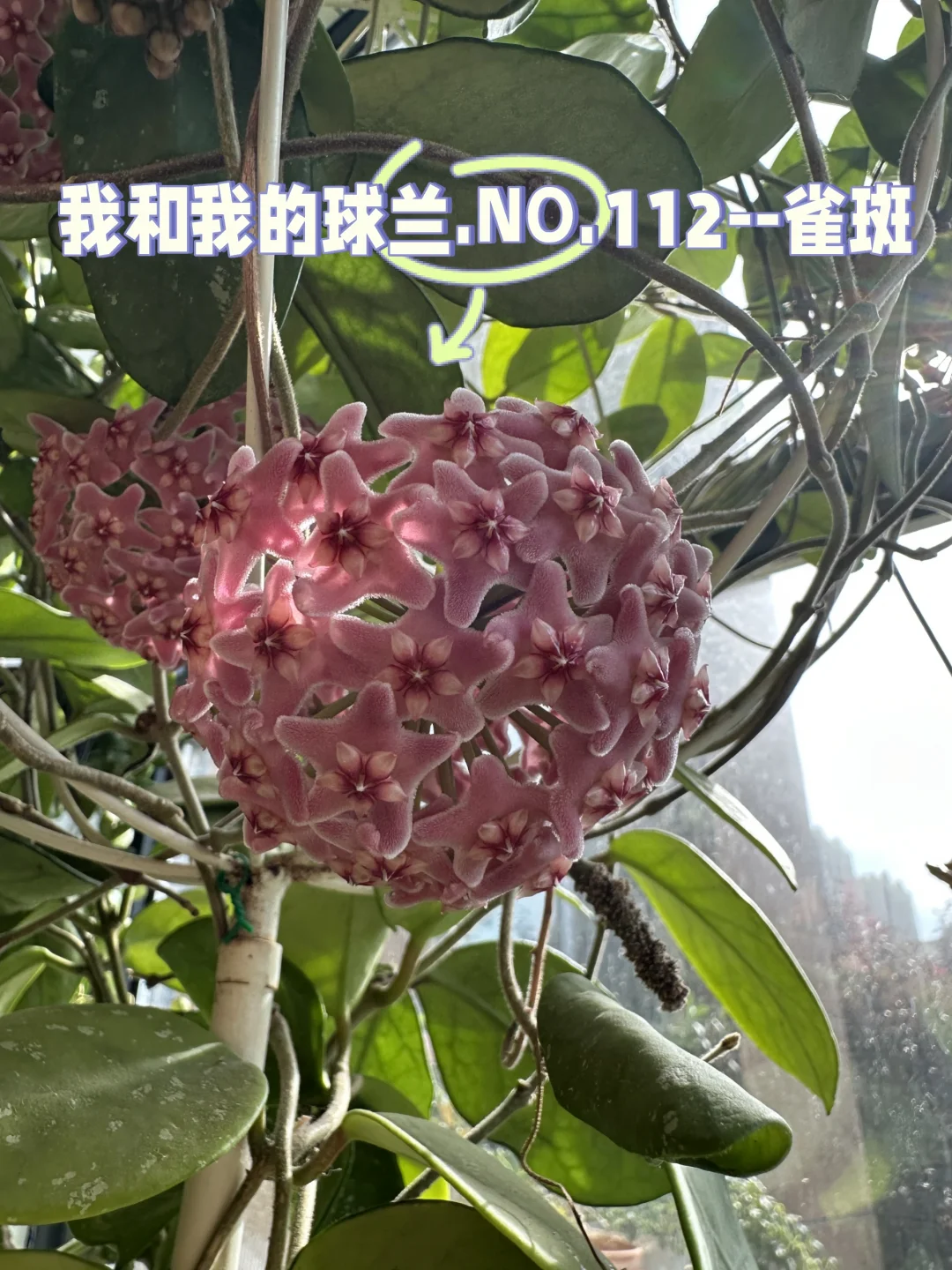 我和我的球兰.NO.112--雀斑