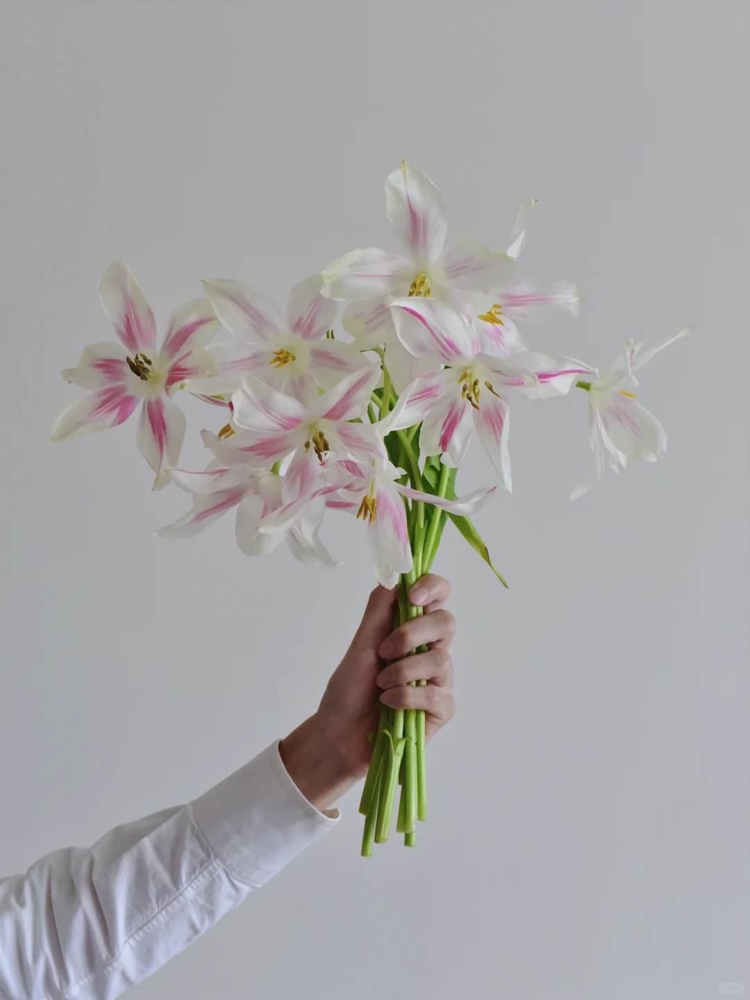 日本郁金香·Marilyne