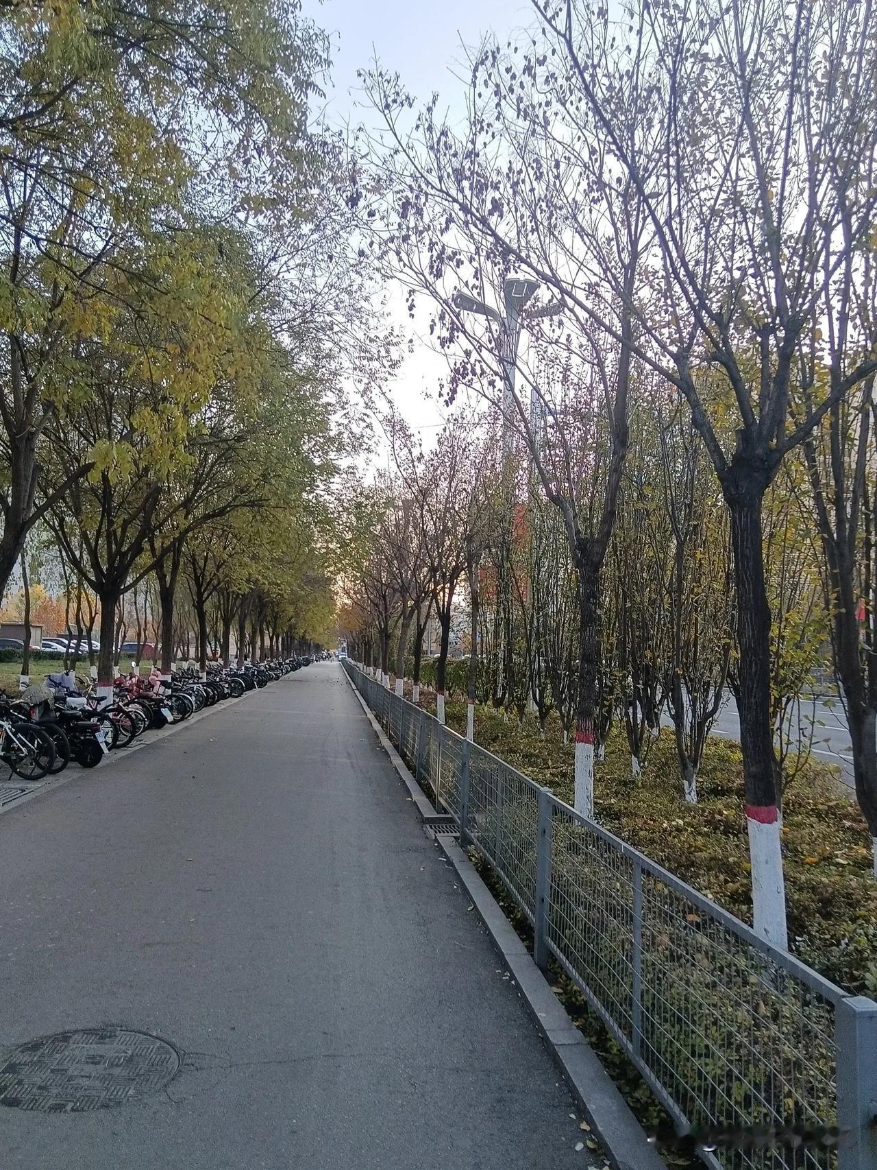 漫步街头，落叶酒满草丛间。行走在城市的便道上，满目金黄，夹杂着苍松翠柏，别有一番