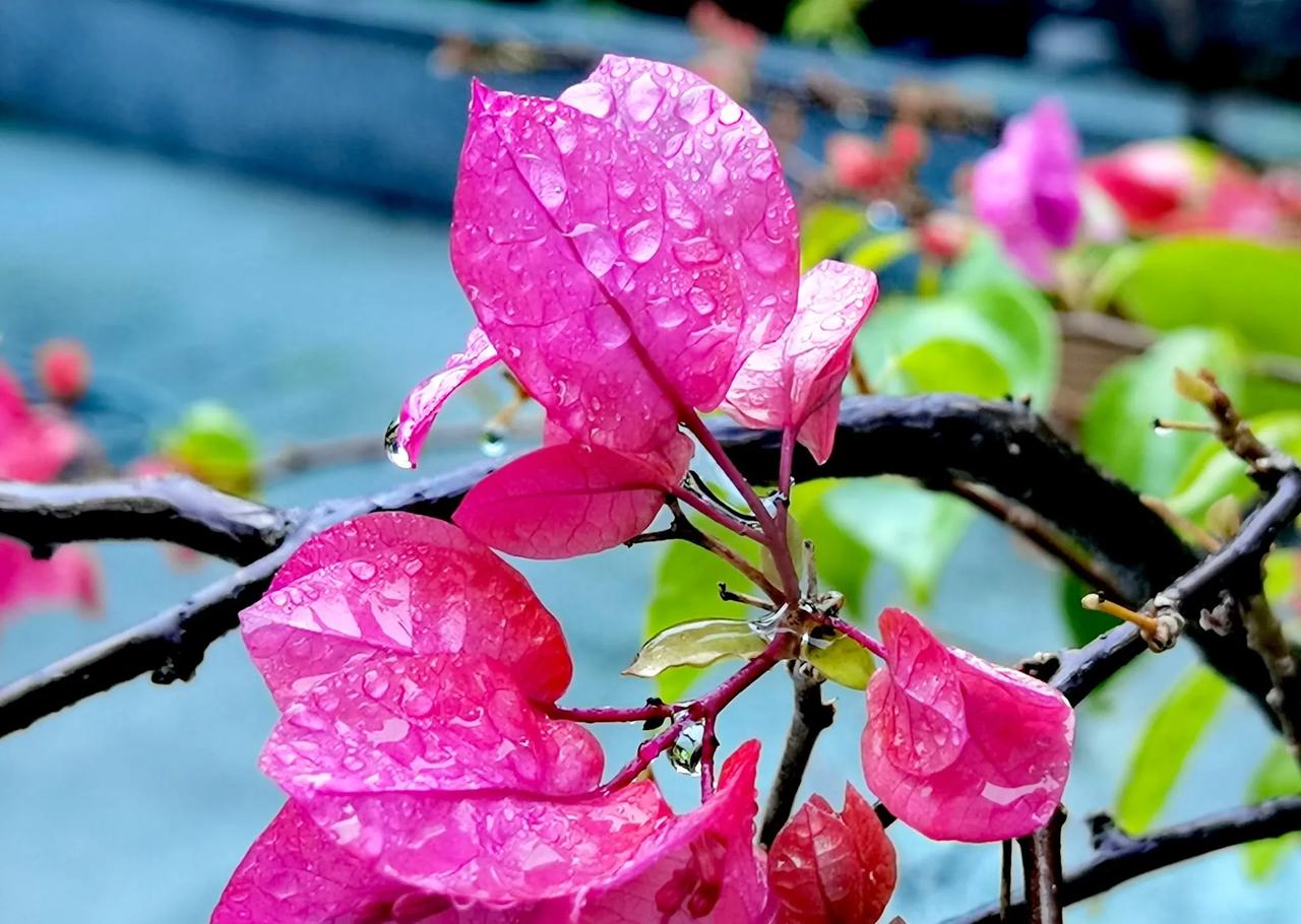 春雨闹元宵！今天是元宵节，中山下了一场春雨。雨是昨晚突然下的，前一秒还朗月凌空，