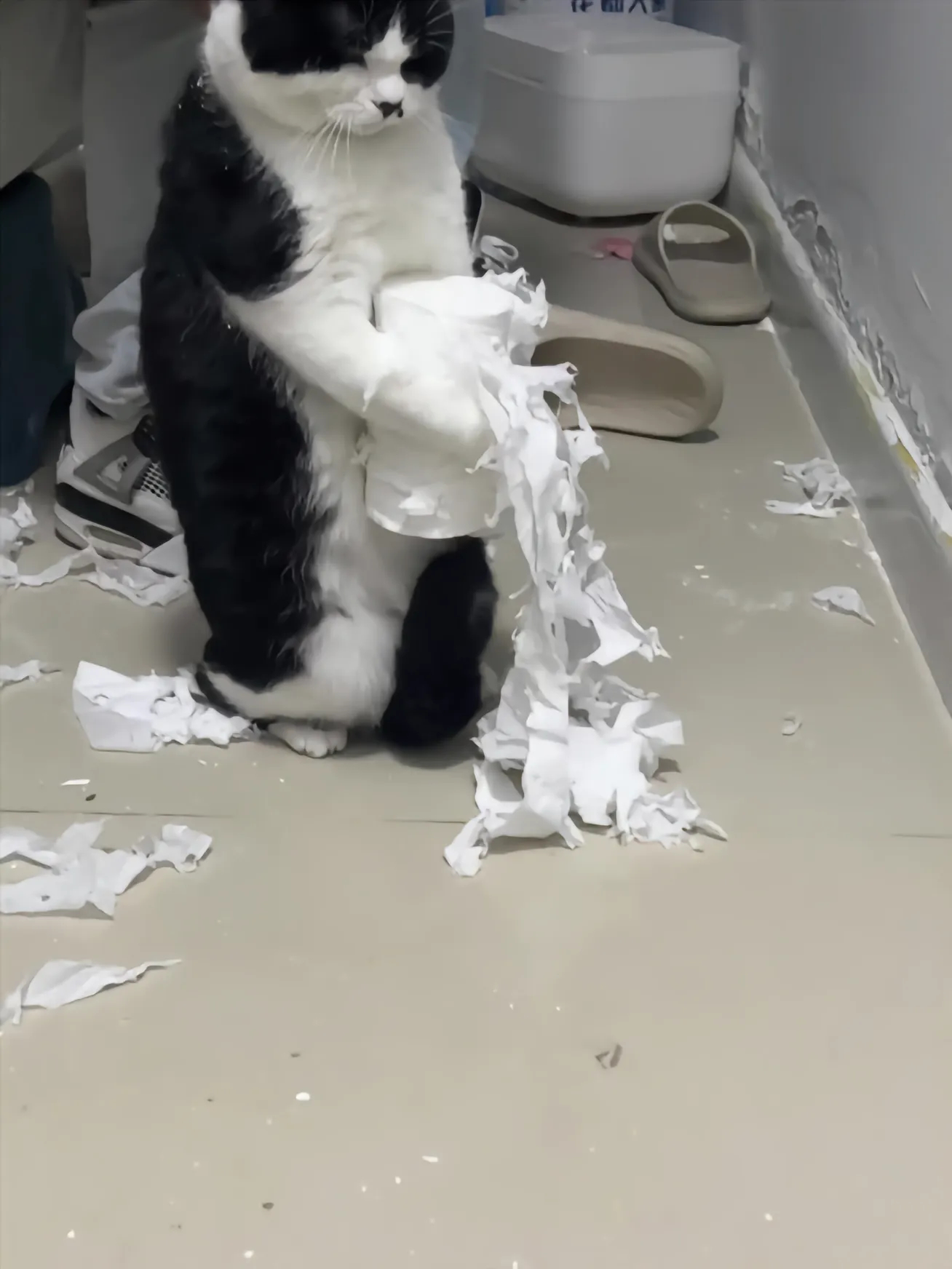 奶牛猫犟如si牛  