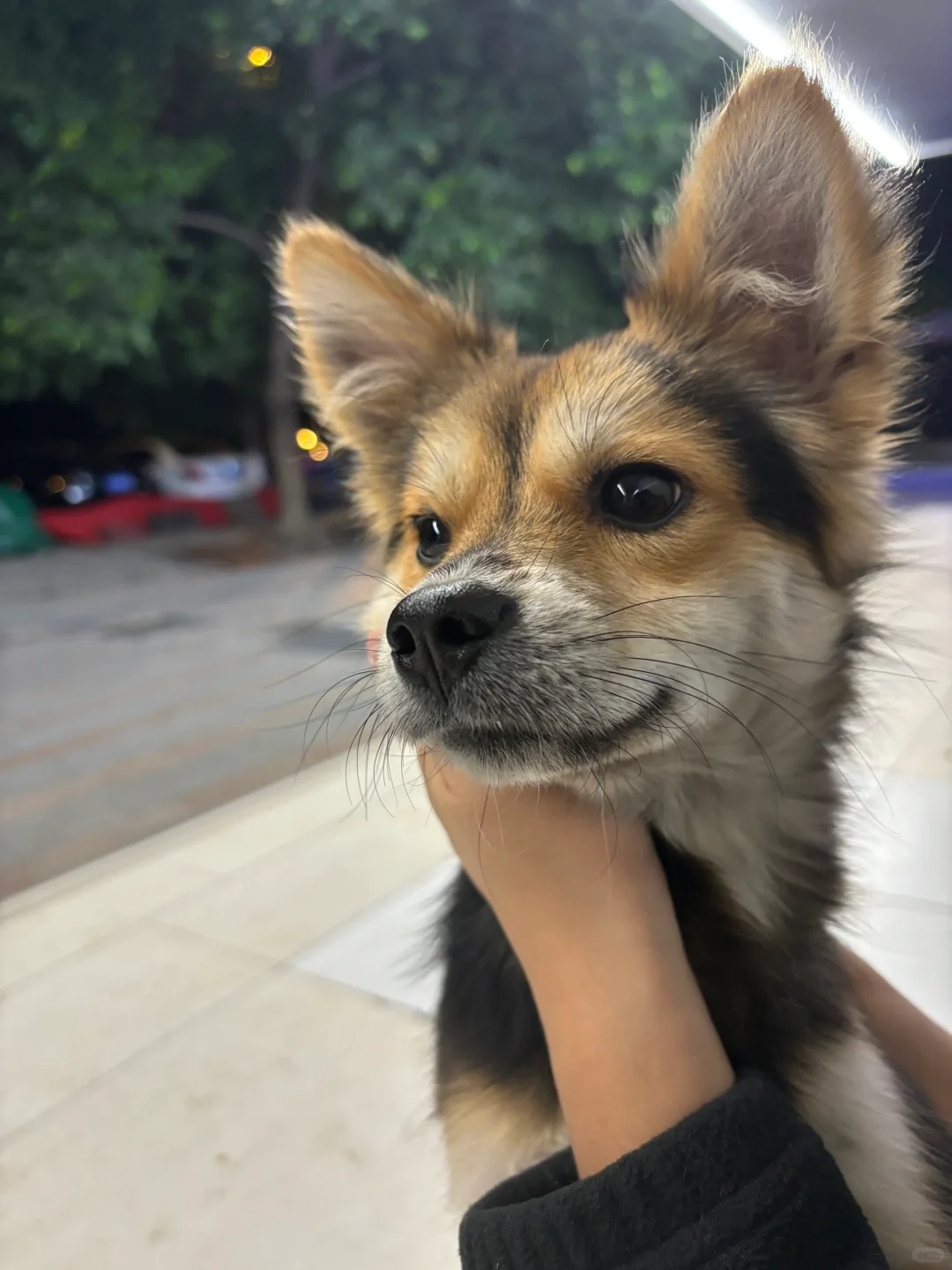 我们给小狐狸狗打疫苗啦