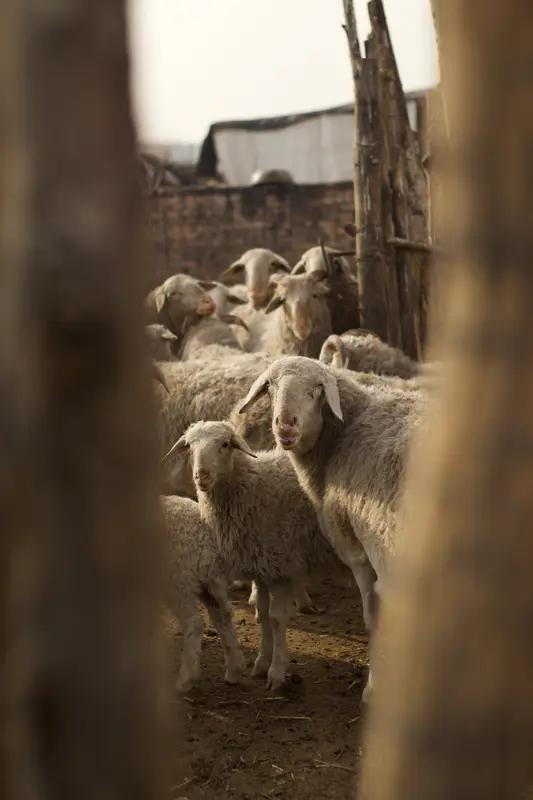 现在乡村微旅游挺火，像河南济源克井镇河口水库旁，还有甘肃张掖临泽县倪家营镇羊圈旁
