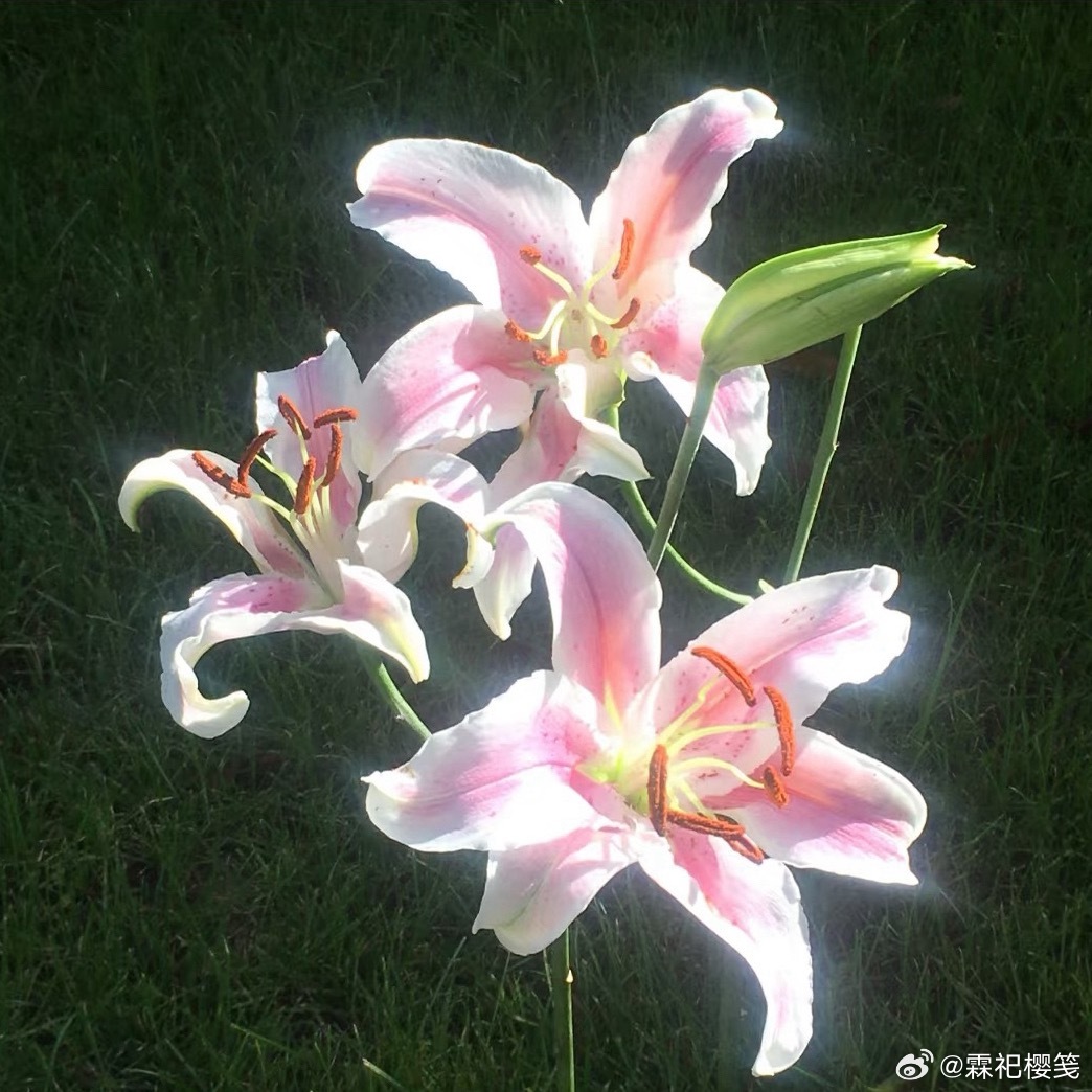 0000百合的种植方法百合花型优美，花香清雅，盆栽、地栽或是作为鲜切花都很合适，