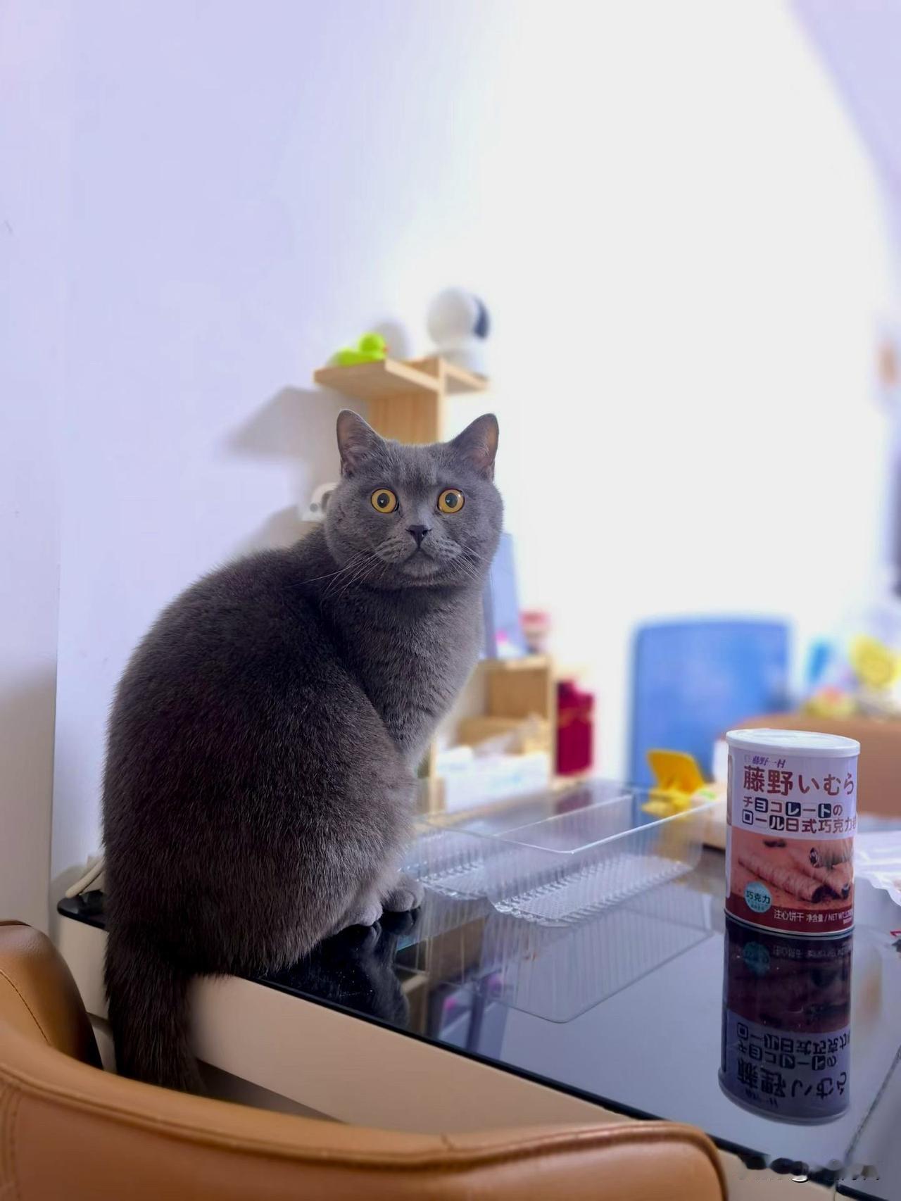 毛孩子大早上盯着我，可爱萌翻了，这几天忙的没好好抱抱它