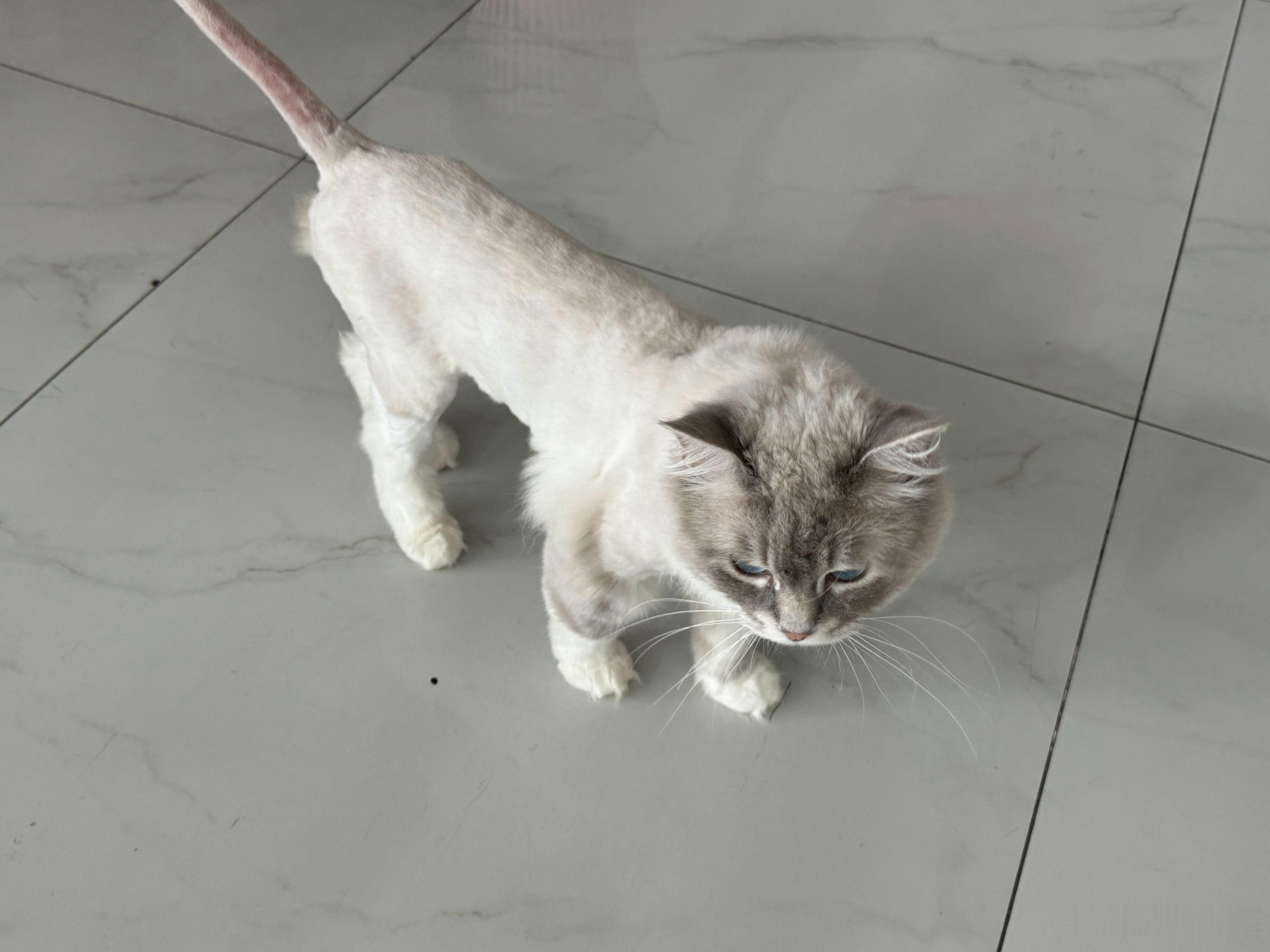 这个猫给修毛真的丑爆了现在非常生气😡 