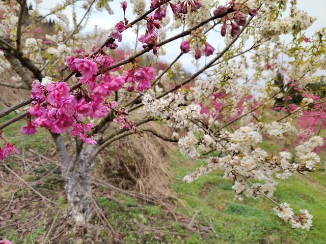 分界洲岛|白云区石龙村：三月春风暖这里樱花“俏”
