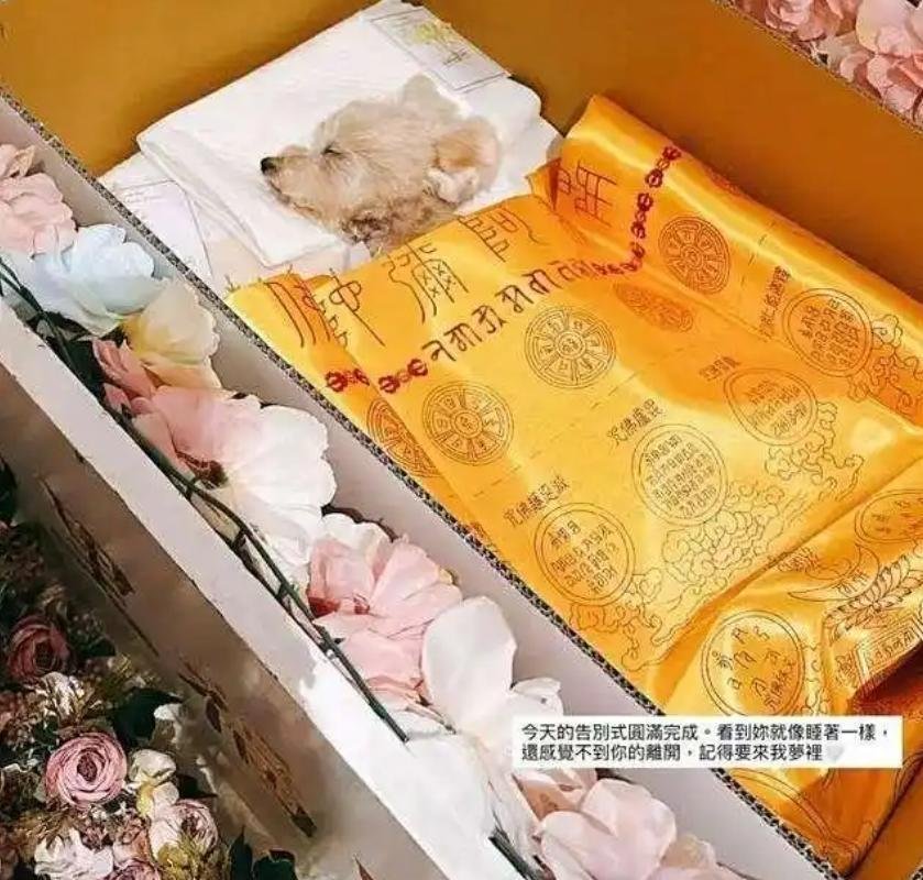 爱犬葬礼引爆全网：一场14年陪伴的告别，何以沦为键盘侠的狂欢？白色小棺木中，身披