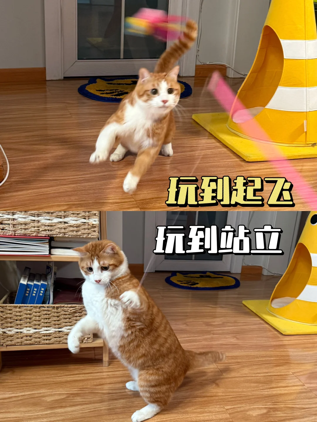 Pdd养猫趣味玩具分享