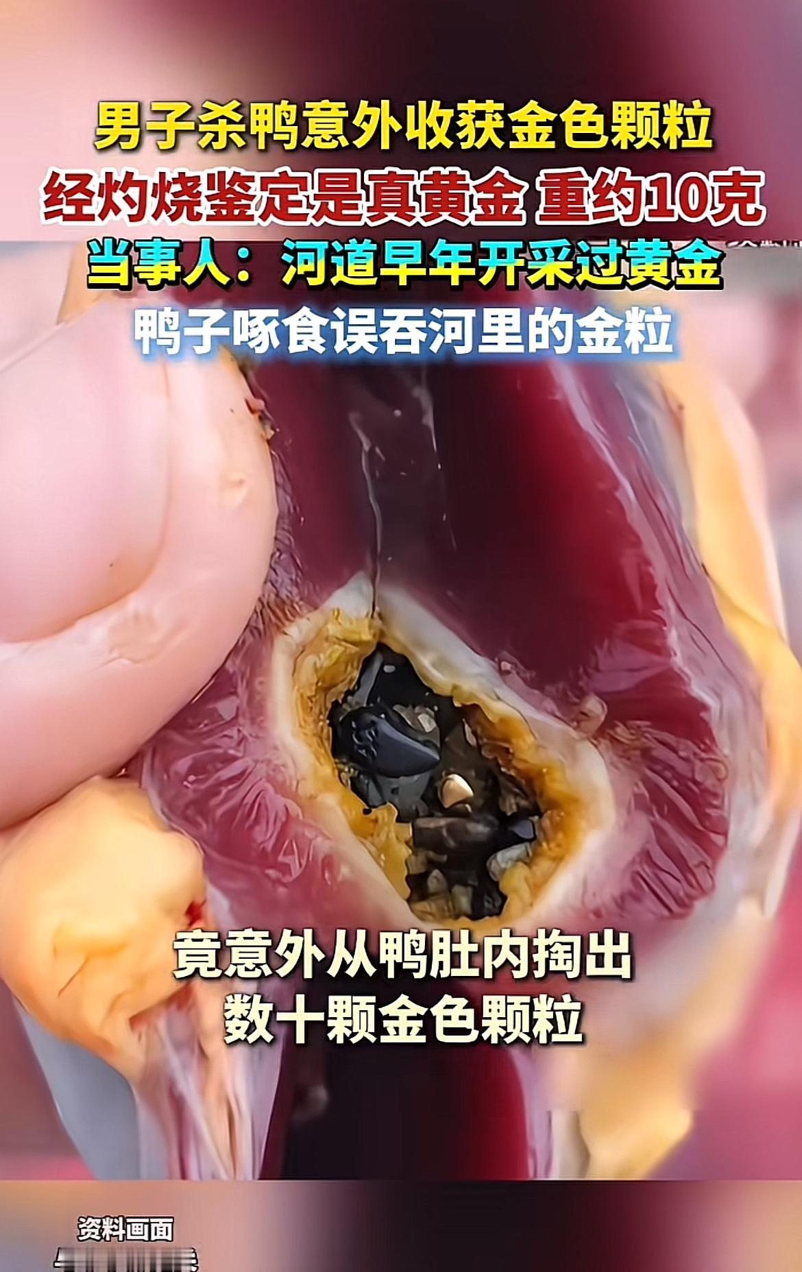 湖南邵阳刘先生过年杀鸭，竟有意外之喜。从鸭肚子里掏出金色颗粒，一烧发现是两钱多真