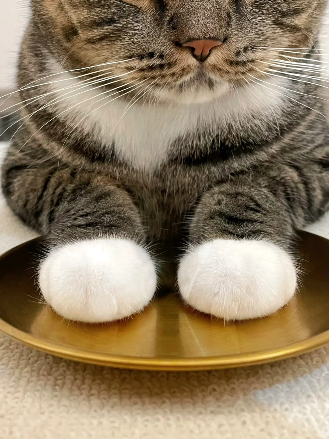 报！狸国使者进贡汉白玉大山竹两颗🐾