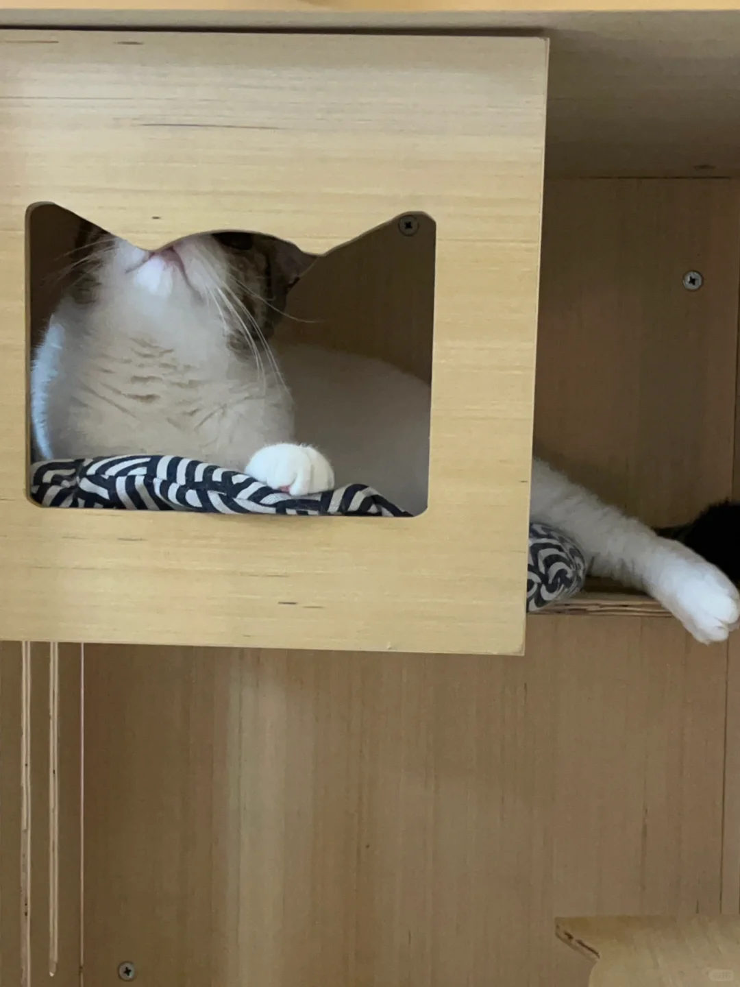 不仔细看真的看不出他在偷瞄！好可爱啊啊啊