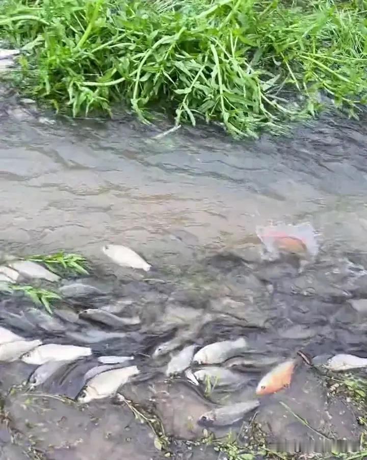 暴雨过后惊现奇景！鲫鱼成群上路迁徙，49万网友瞬间看呆
 
2026年5月17日