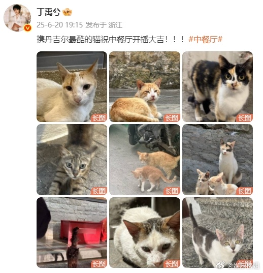 丁禹兮携丹吉尔最酷的猫祝中餐厅开播大吉 丁禹兮在中餐厅真的拍了好多猫猫啊，祝中餐