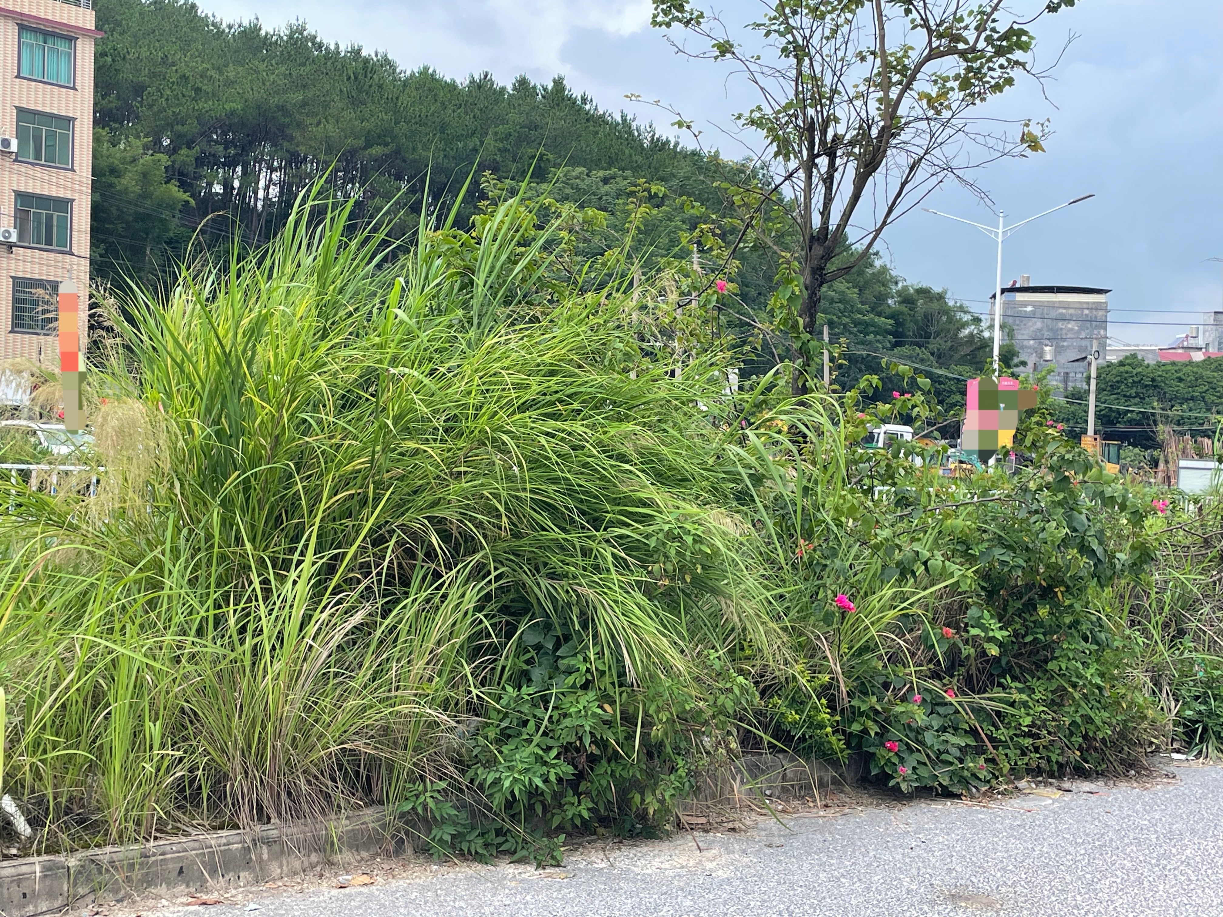 【玉林某道路绿化带上的杂草比人还要高】近日，网友爆料称：玉林市某道路上绿化带里面