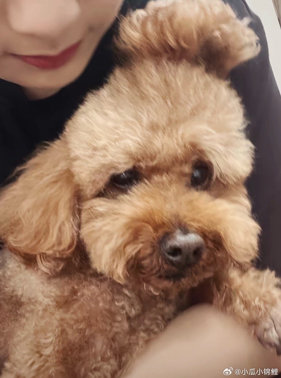 可可爱的杨紫和小p 